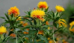 红花最新技能爆料图片高清,高清图解析惊艳技能效果